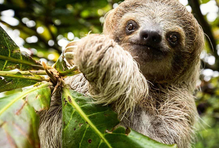costa-rica-micha-siegfried-sloth-perezoso-faultier