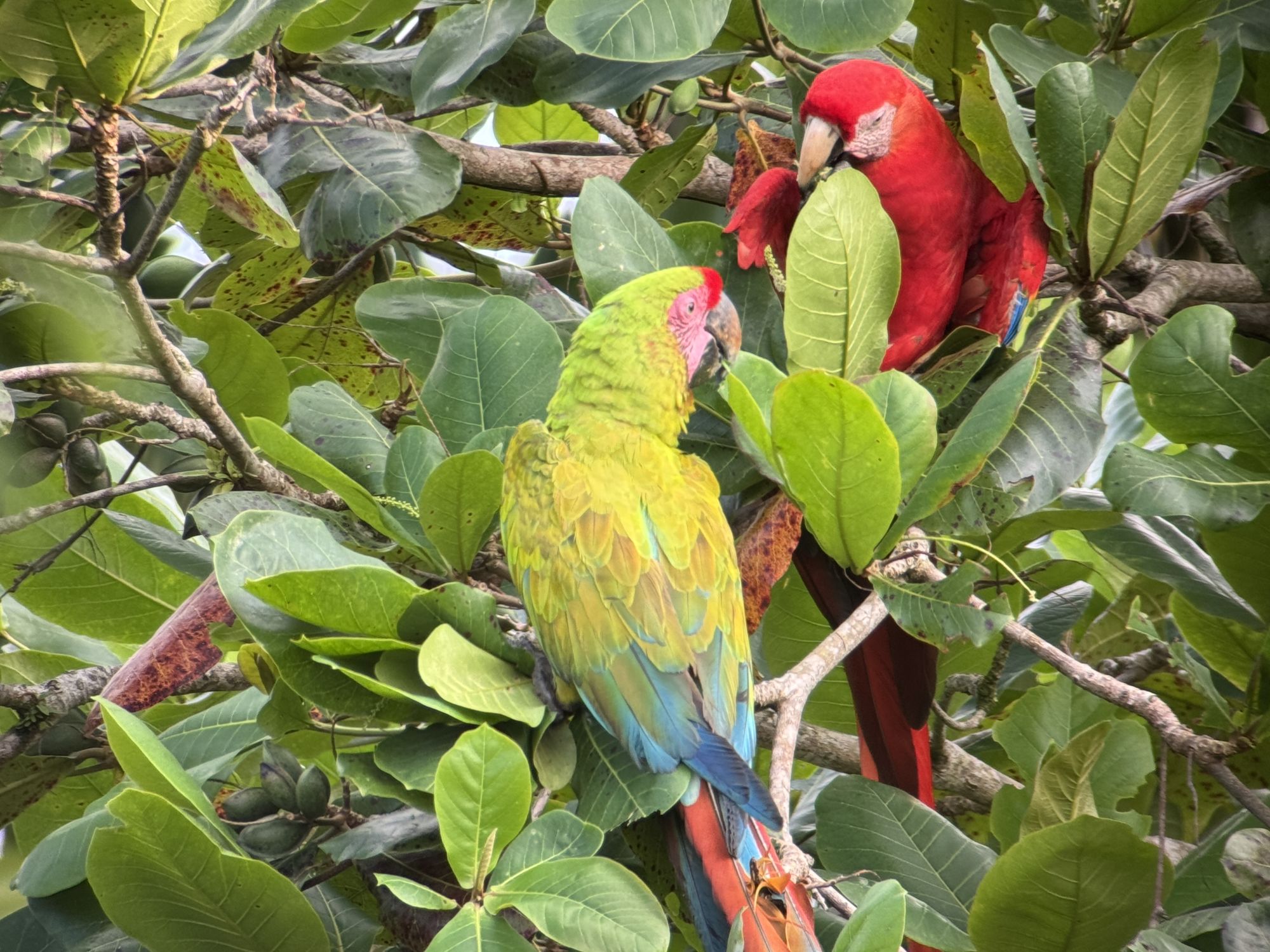 roter_und_gruener_ara_barra_colorado